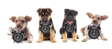 Köpekler kümesi 