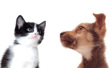 Namlu bir köpek ve kedi