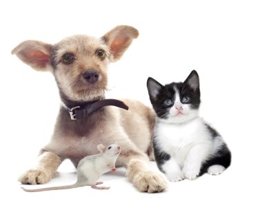 köpek ve kedi görünüyor 