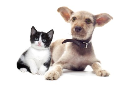 köpek ve kedi görünüyor 