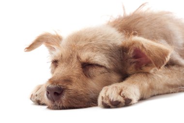 köpek yavrusu uyur