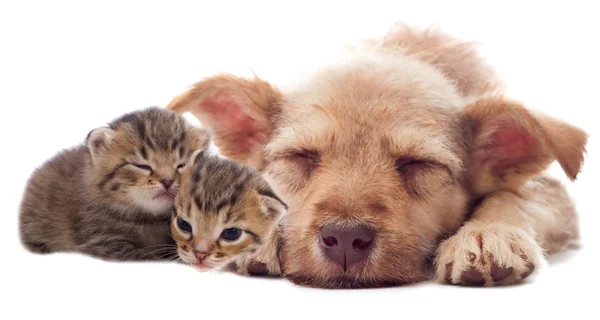Cucciolo e gattini dormire — Foto Stock