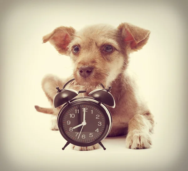 Puppy keeps teeth alarm clock — Stock Photo, Image