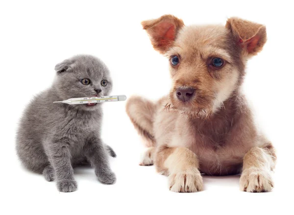 Cachorro e gatinhos — Fotografia de Stock
