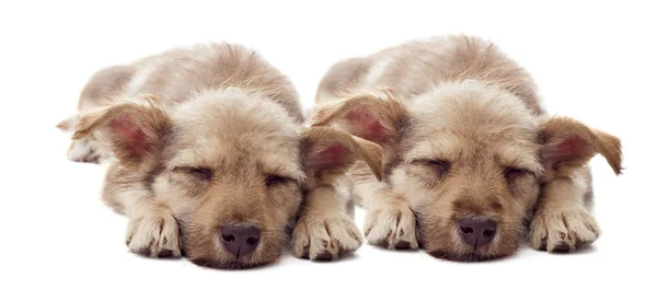 Puppy sleeps — Stock Photo, Image