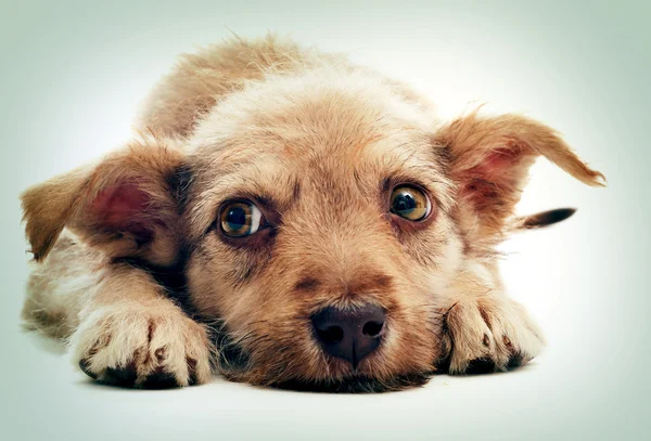 Furry puppy looks — Stock Photo, Image