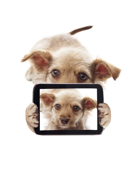 Puppy photographer — Stock Photo, Image