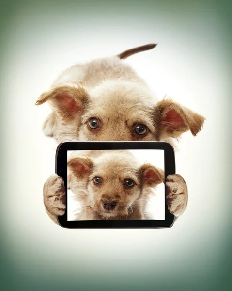 Hund macht Selfie — Stockfoto