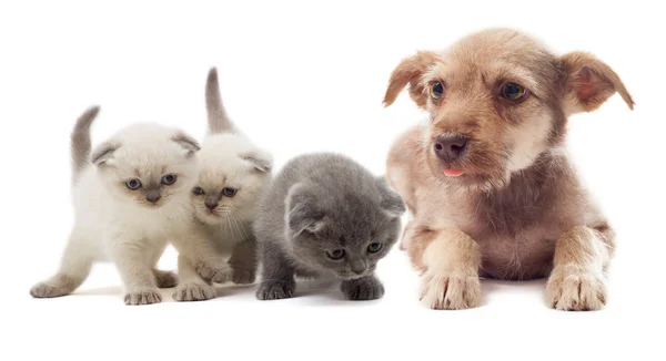 Puppy en de katjes — Stockfoto
