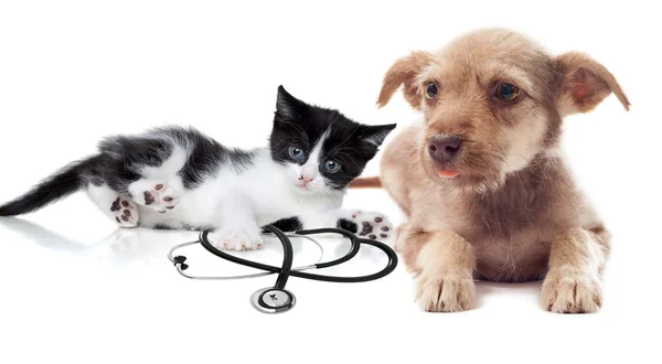 Puppy and kittens — Stock Photo, Image