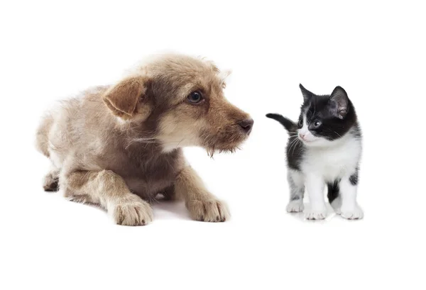 Котёнок и щенок — стоковое фото