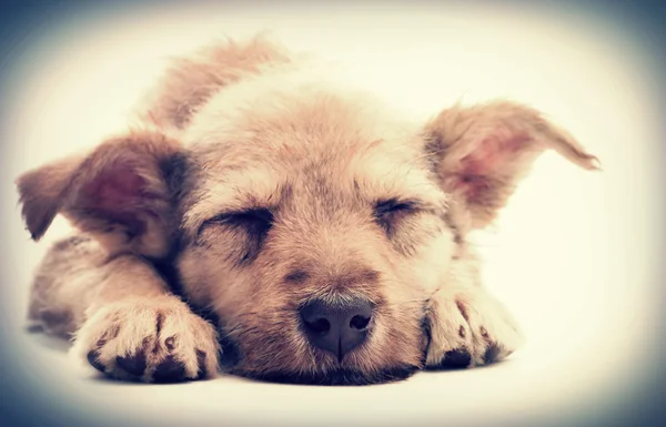 Köpek yavrusu uyur — Stok fotoğraf