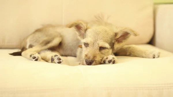 Cachorro deitado — Fotografia de Stock