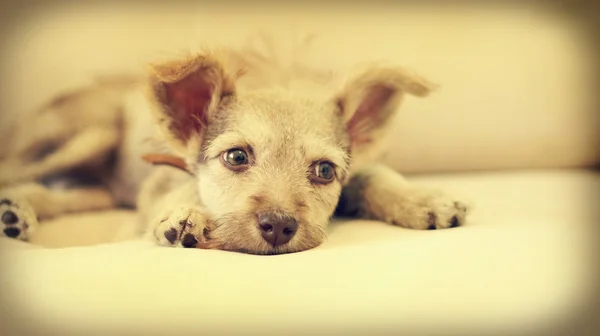 Puppy lying on the sofa — Stock Photo, Image