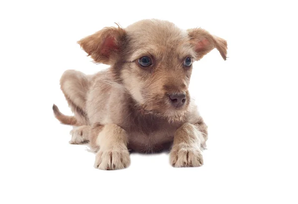 Puppy looks — Stock Photo, Image