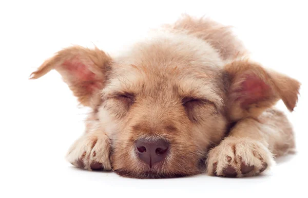 Puppy sleeps — Stock Photo, Image