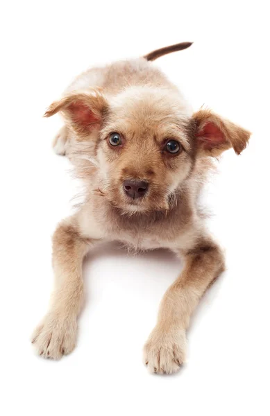 Puppy looks — Stock Photo, Image