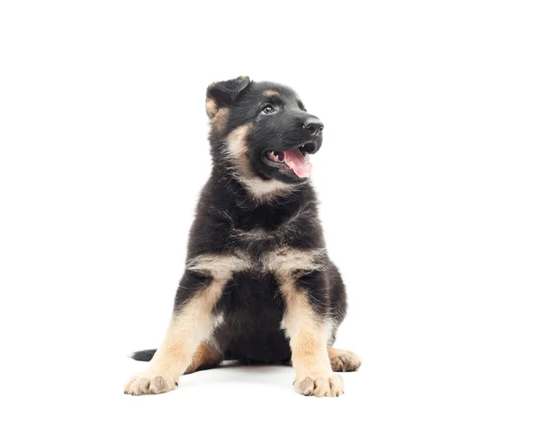 Schäfer valp på vit bakgrund — Stockfoto