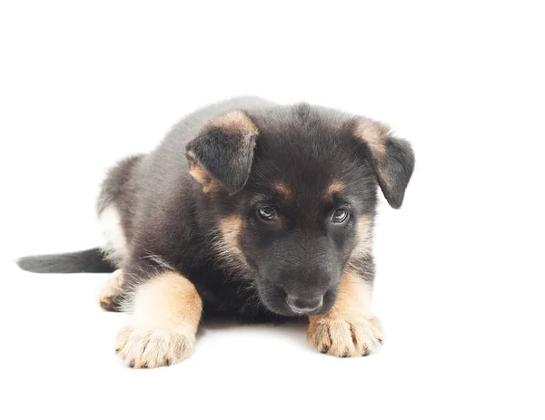 Carino cucciolo su sfondo bianco — Foto Stock