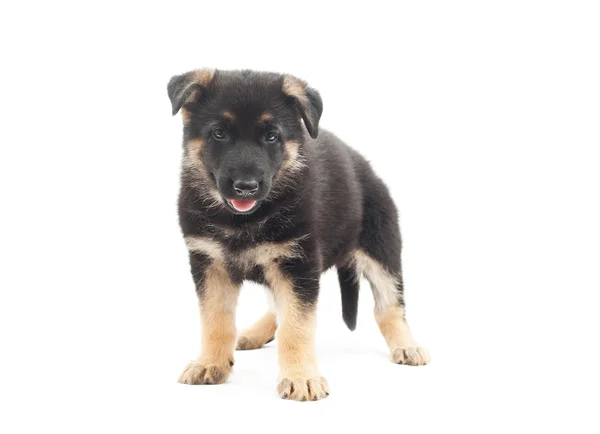 Cachorro con su lengua colgando — Foto de Stock