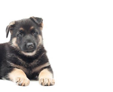 güzel çoban köpek yavrusu beyaz zemin üzerinde yer alır.