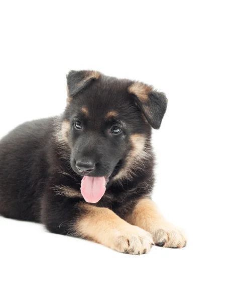 Cucciolo si trova su uno sfondo bianco — Foto Stock