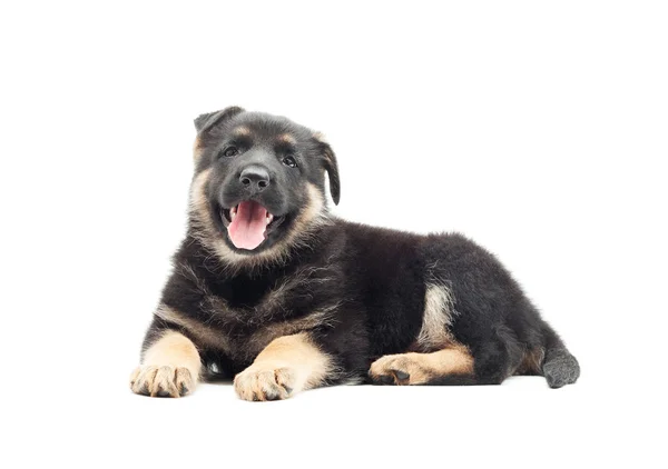 Mooie Duitse herder pup liggend op een witte achtergrond — Stockfoto