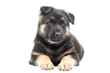 Beyaz arka planda sevimli köpek yavrusu