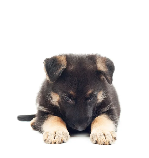 Sad puppy shepherd dog on white background — Stock Photo, Image