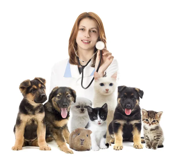 Veterinario y gato y perro — Foto de Stock