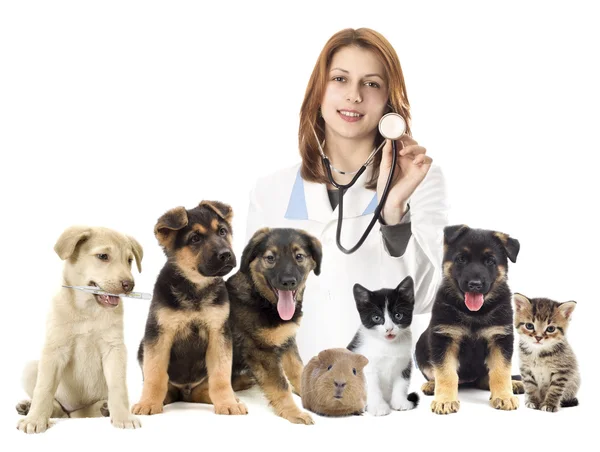 Veterinarian and set of pets — Stock Photo, Image