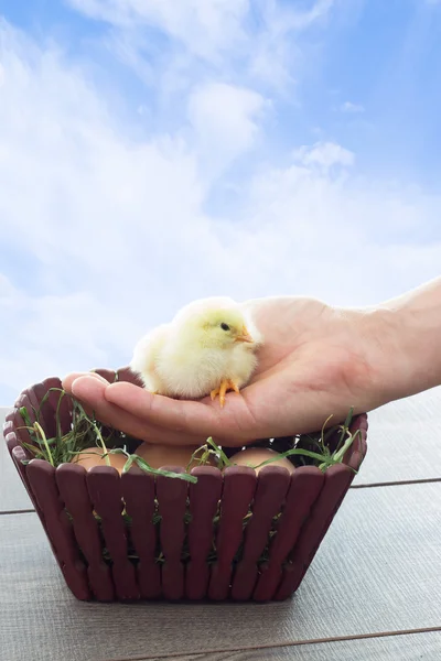 Chicken sitting on a human hand — Stock Photo, Image