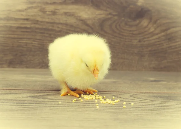 Pollo sobre un fondo de madera — Foto de Stock