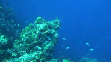 inanılmaz mercan resifi ve balık