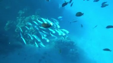 inanılmaz mercan resifi ve balık