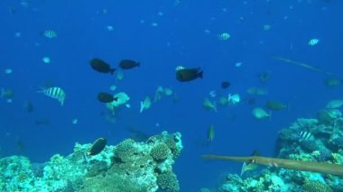 inanılmaz mercan resifi ve balık