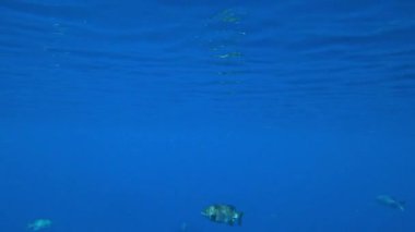 inanılmaz mercan resifi ve balık