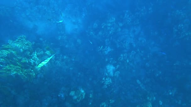 Amazing Coral Reef Fish — стоковое видео