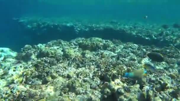 Amazing Coral Reef Fish — Vídeo de Stock