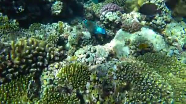 Amazing Coral Reef Fish — Stockvideo