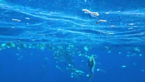 Erstaunliche Korallenriffe Und Fische — Stockvideo