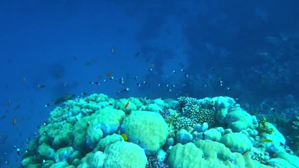 Amazing Coral Reef Fish — Vídeo de Stock