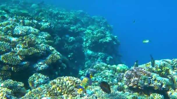 Дивовижний Кораловий Риф Риба — стокове відео