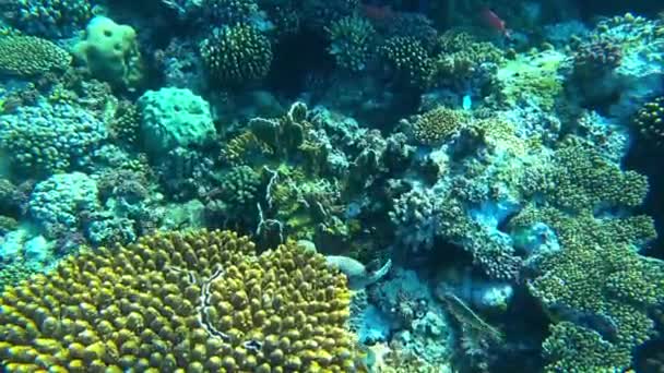 Amazing Coral Reef Fish — Vídeo de Stock