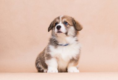 welsh corgi puppy looking in the studio