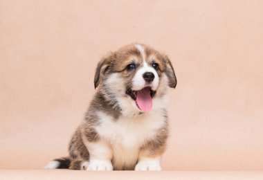 welsh corgi puppy laughing in the studio