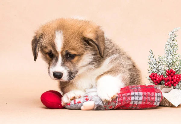 Corgi Puppy Beige Background — Stock Photo, Image