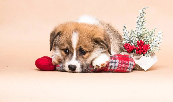 Sad Corgi Puppy Beige Background — Photo