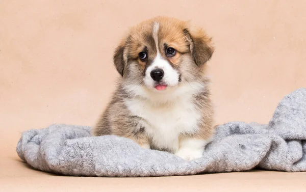 Cute Corgi Puppy Tongue Looking — стоковое фото