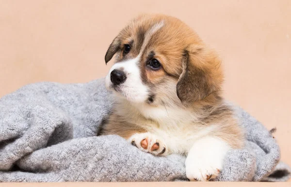 Cute Welsh Corgi Puppy Looking — Stock Fotó